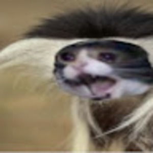 Meet your Posher, Monke